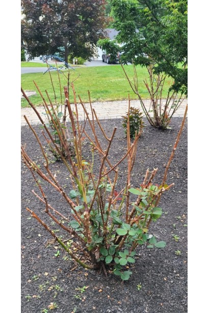 Кущ троянди Вулканіка на клумбі 